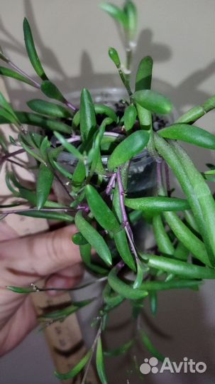 Крестовник оттона