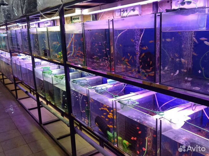 Аквариумные рыбки