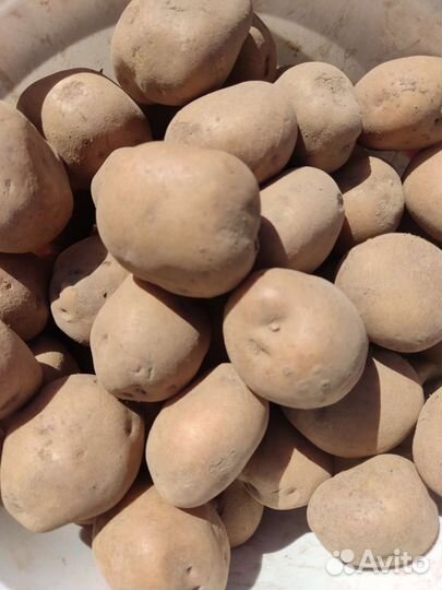 Семенной картофель синеглазка, василёк и белароса