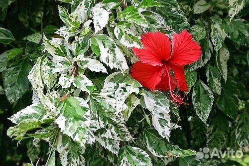 Гибискус на срез