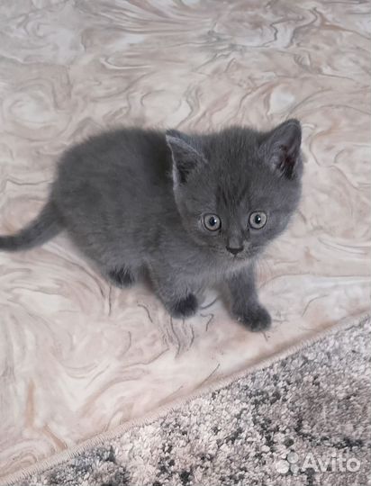 Продам Шотландских котят