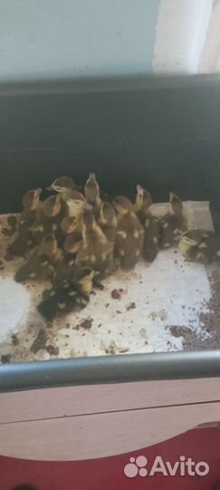 Утята индоутки тяжëлой немецкой линии