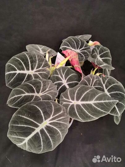 Алоказия блэк вельвет 14/25