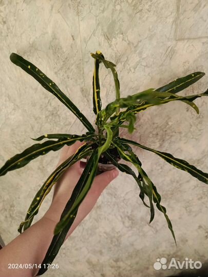 Кротон Твист