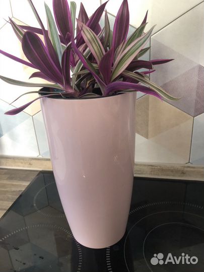 Традесканция рео розовая (вариегатная) 6 корней