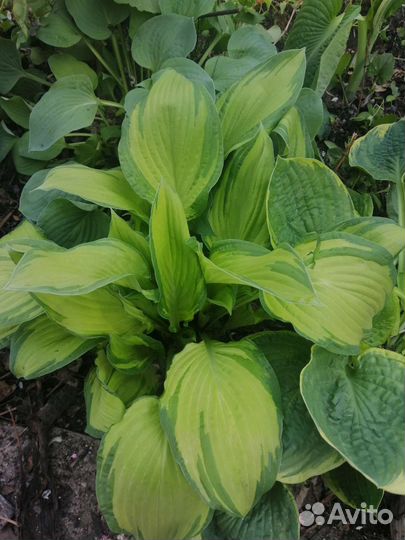 Хоста растение