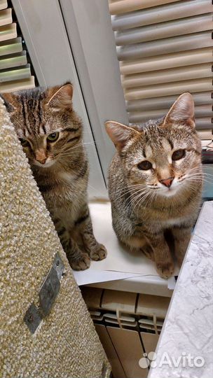 Котёнок- подросток
