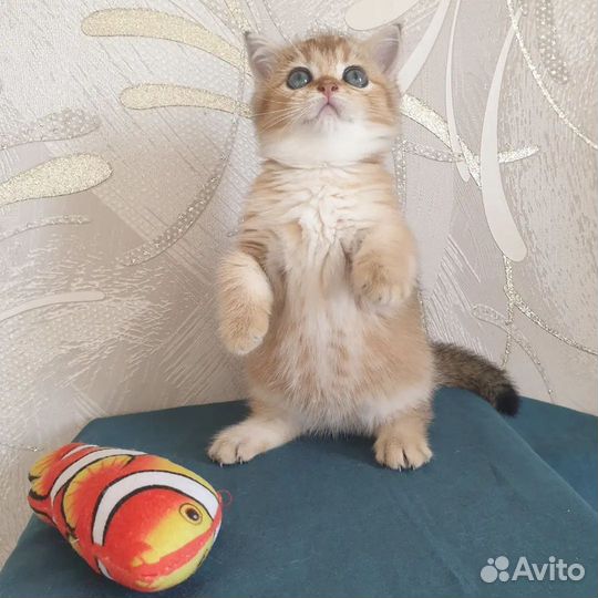 Золотая шиншилла