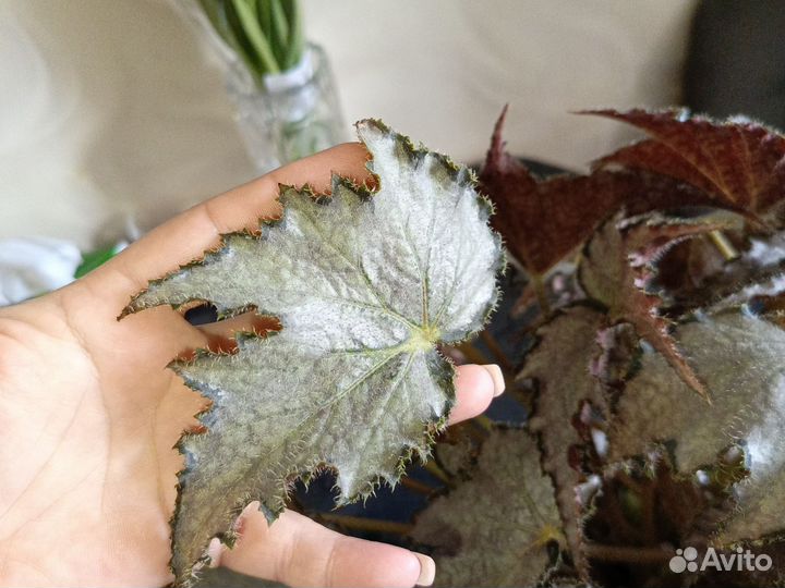 Бегония сорт Перл де Париж