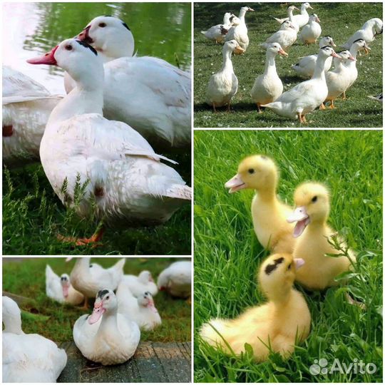 Куры,гуси,утки,маларды,индюки,бройлера