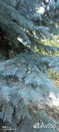 Ель голубая