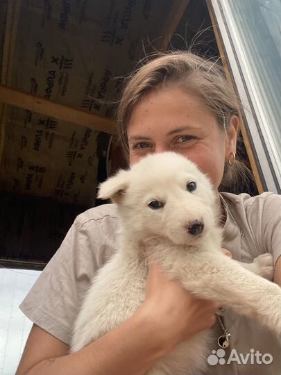 Якутская лайка