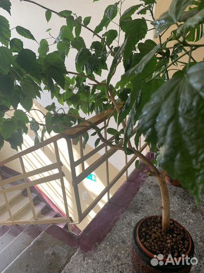 Роза китайская или гибискус (дерево)