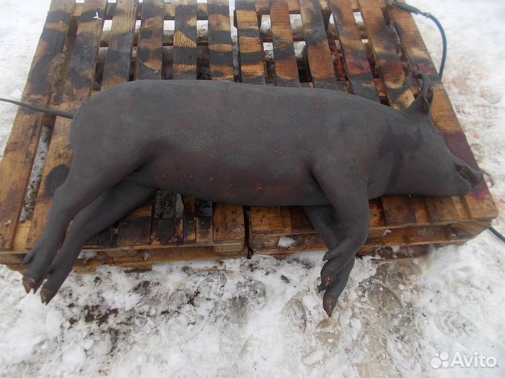 Мясо мангалицы, бройлера, козы, барана