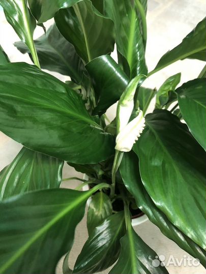 Спатифиллум