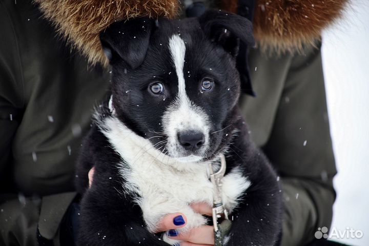 Дейзи ищет дом