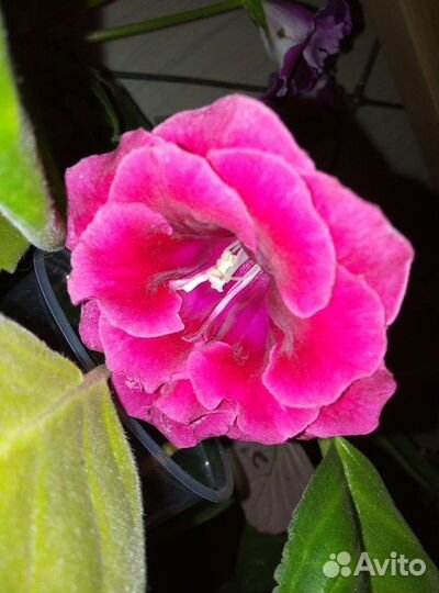 Глоксиния (махровая)