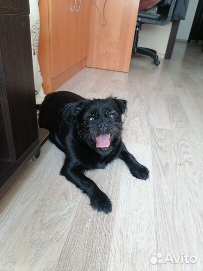 Щенки бесплатно