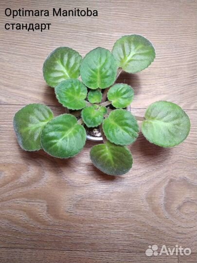 Сортовые фиалки