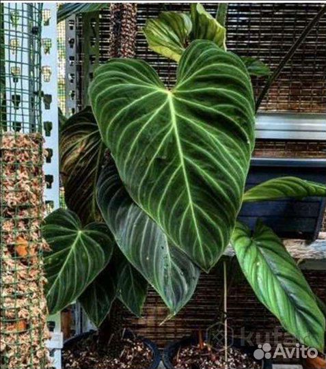 Филодендрон Андрианум энд Верикоссум