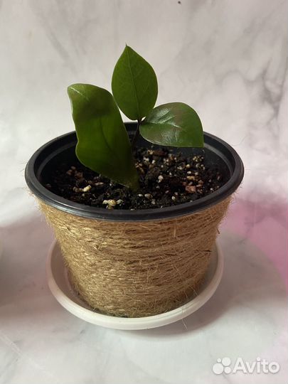 Замиокулькас