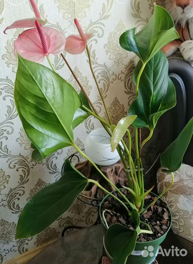 Антуриум Мистик