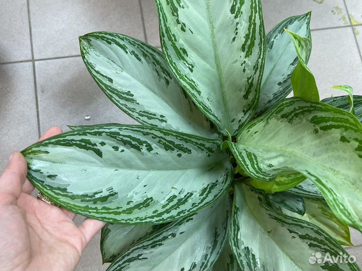 Аглаонема Крупный Куст