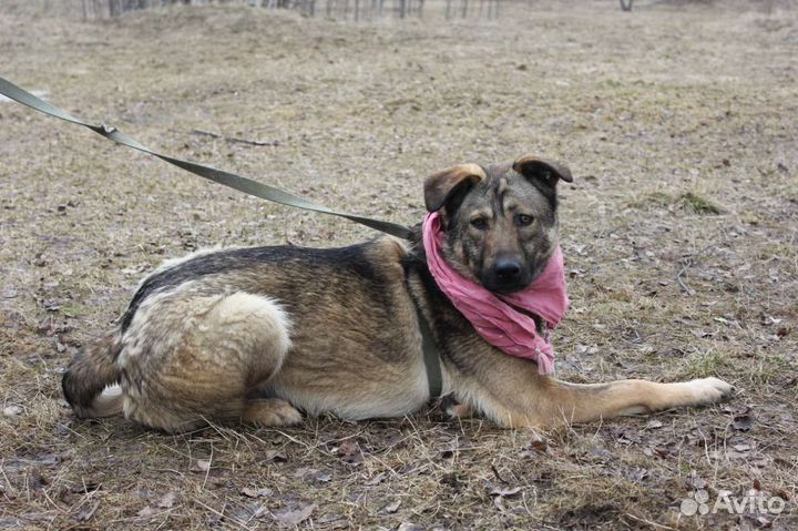 Собачка, похожая на бельгийскую овчарку
