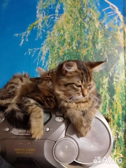 Котятки в добрые руки