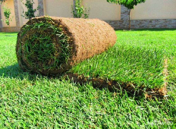 Рулонный газон