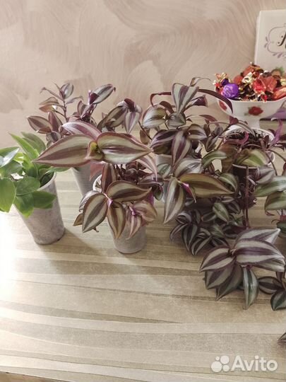 Традесканция, хлорофитум