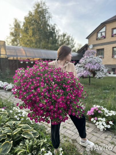 Петуния в кашпо