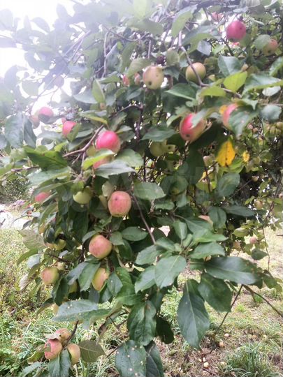 Дом 108 м² на участке 17 сот.