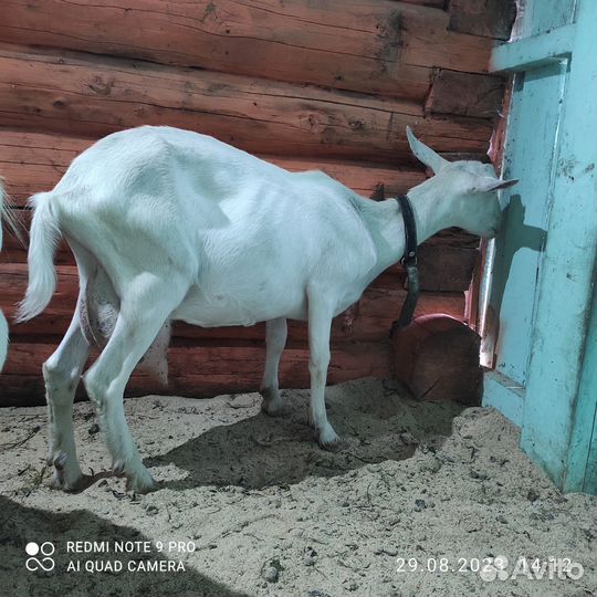 Зааненская коза