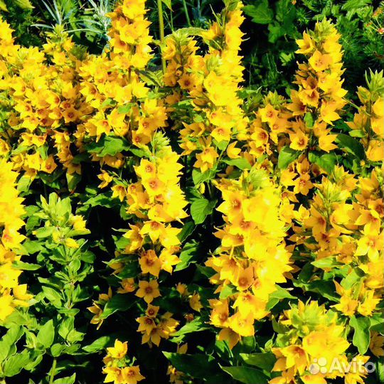 Многолетние цветы