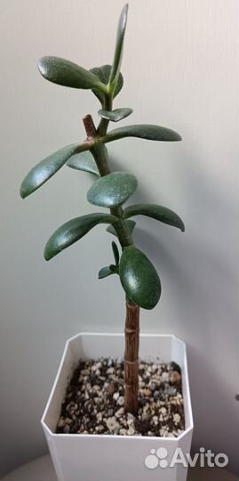 Крассула толстянка