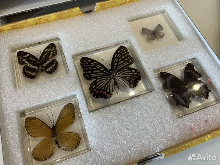 Коллекция бабочек в эпоксидной смоле