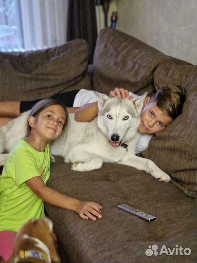 Хаски Пакс ищет дом