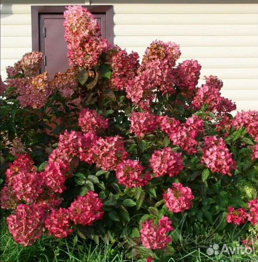 Гортензии Полярный Мишка Фантом