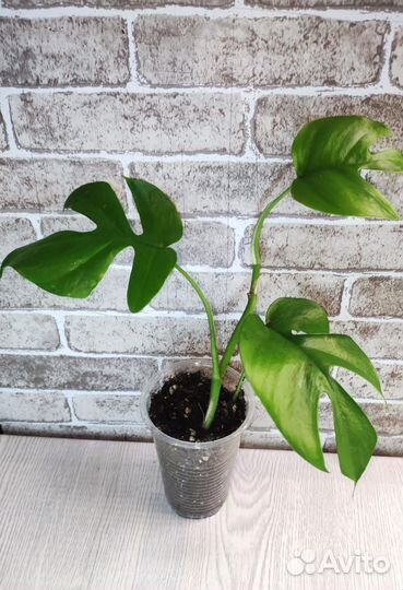 Комнатные растения 16