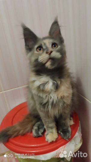 Котята мейн-кун
