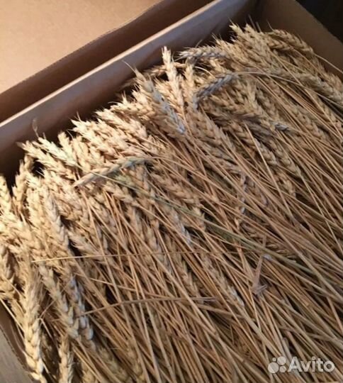 Сухоцвет. Колосья пшеницы