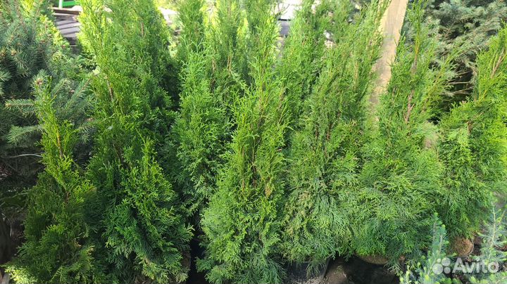 Туя Смарагд