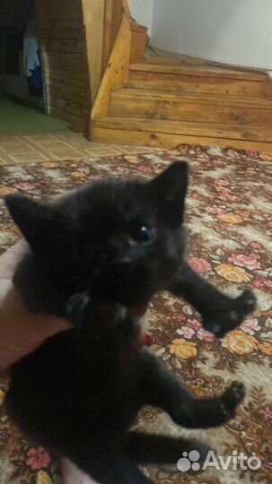 Котик в дар