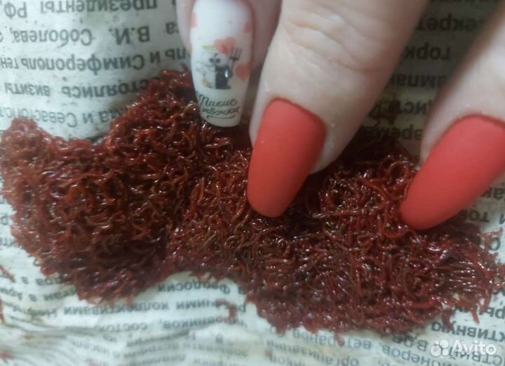 Живой мотыль