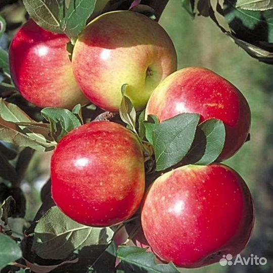 Яблоня летняя Медуница