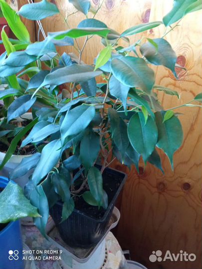 Фикус бенджамина