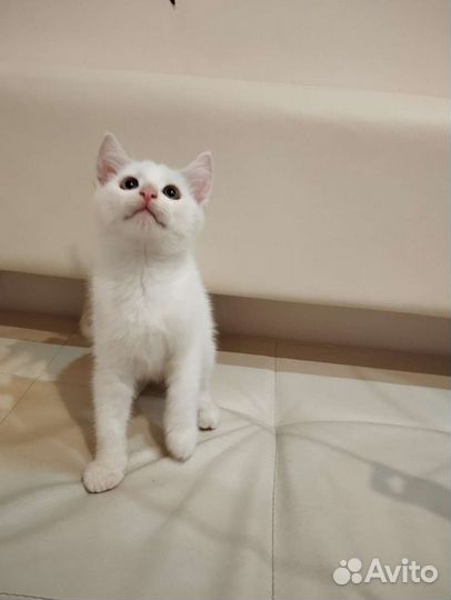 Котята ищут дом