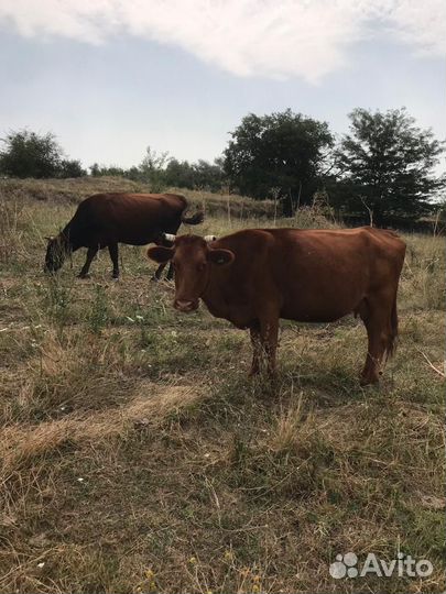 Коровы стельные