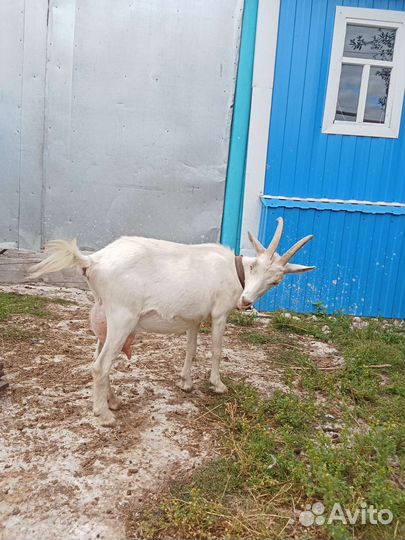 Коза дойная